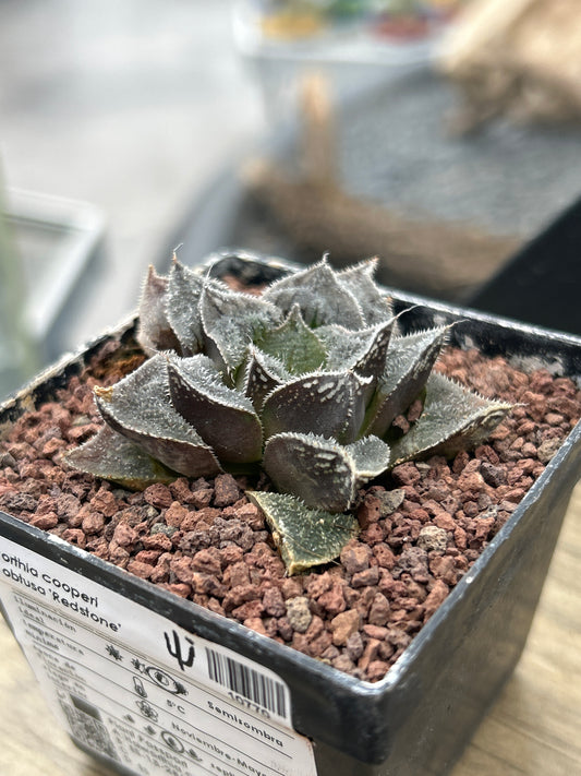 Haworthia ‘Redstone’