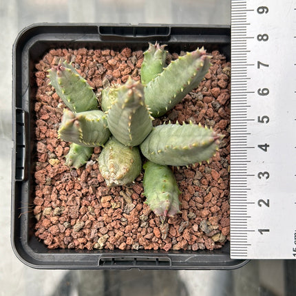 Huernia piersii