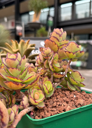 Kalanchoe laxiflora