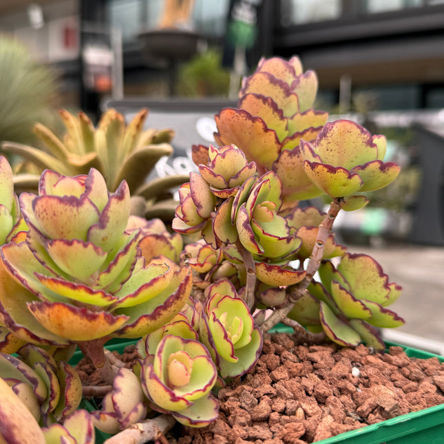 Kalanchoe laxiflora