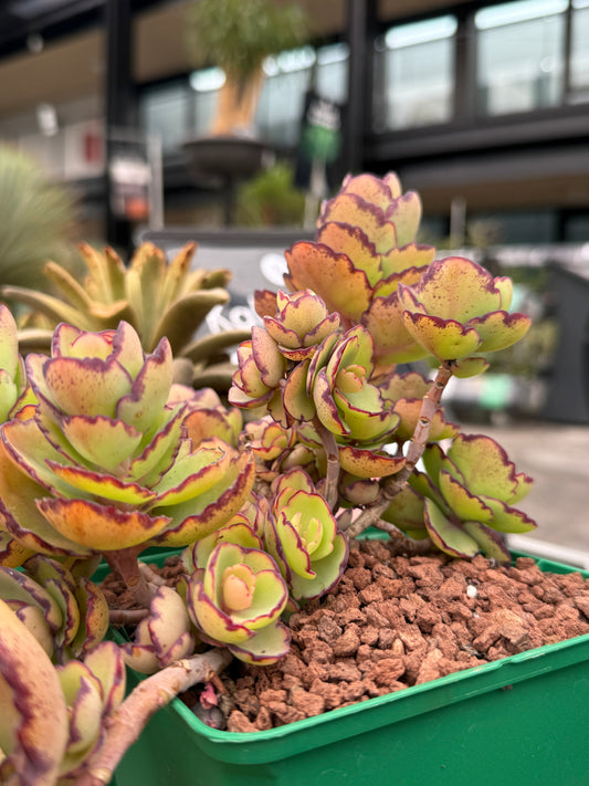 Kalanchoe laxiflora