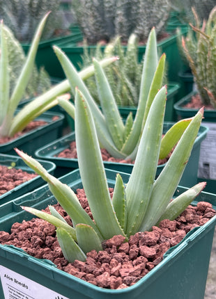 Aloe lineata