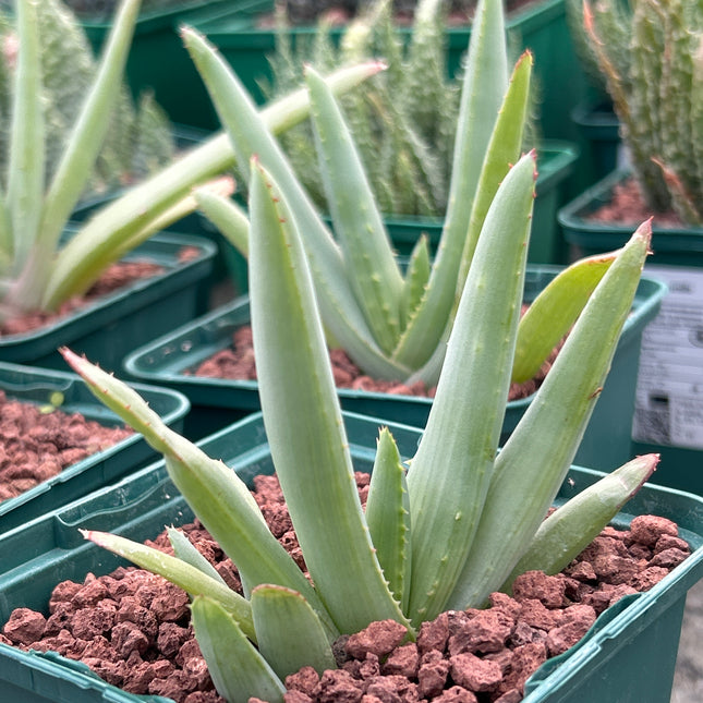 Aloe lineata