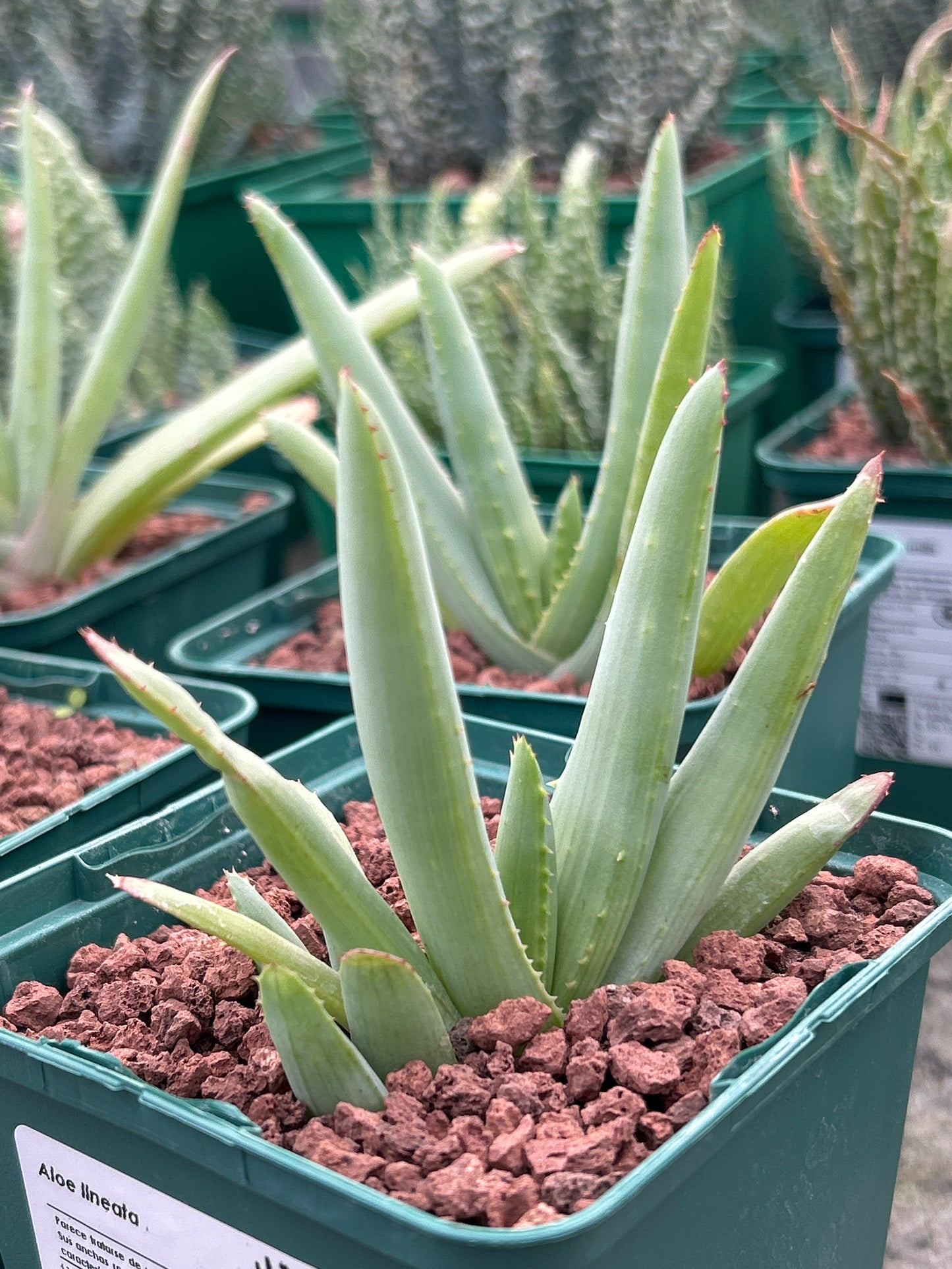 Aloe lineata