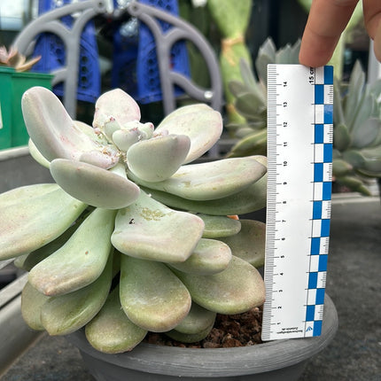 Pachyphytum bracteosum 'M' und 'L'