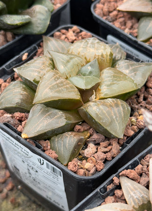 Haworthia picta var. comptoniana 'Debi'