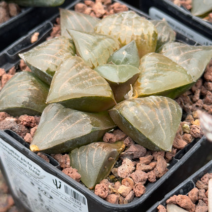 Haworthia picta var. comptoniana 'Debi'