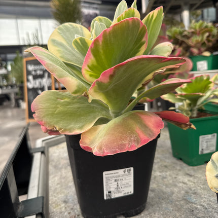 Kalanchoe luciae f variegada