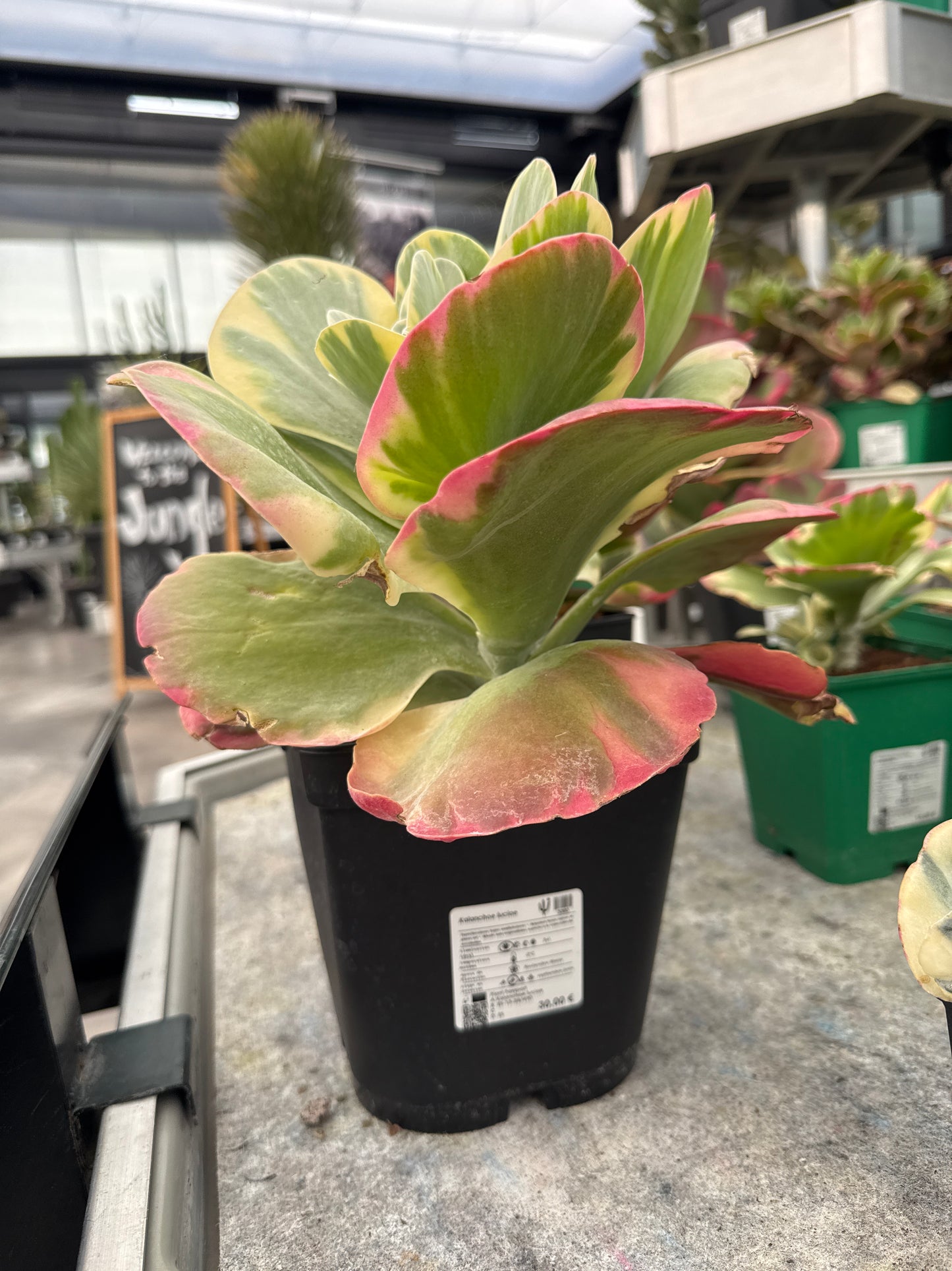 Kalanchoe luciae variegata