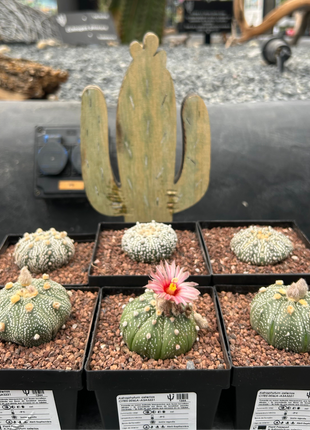 Astrophytum asterias CITES
