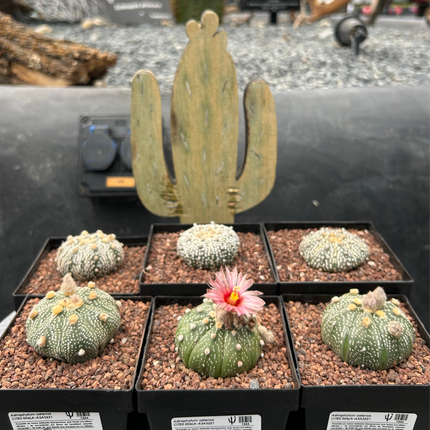 Astrophytum asterias CITES