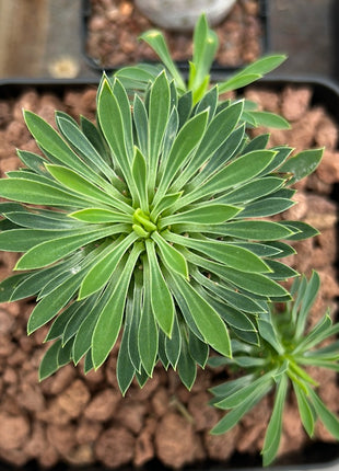 Euphorbia 'Sotetsu Kirin'