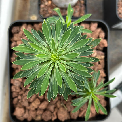 Euphorbia 'Sotetsu Kirin'