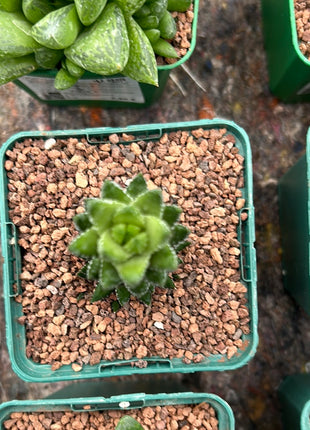Haworthiopsis reinwardtii var. coarctata