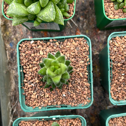 Haworthiopsis reinwardtii var. coarctata