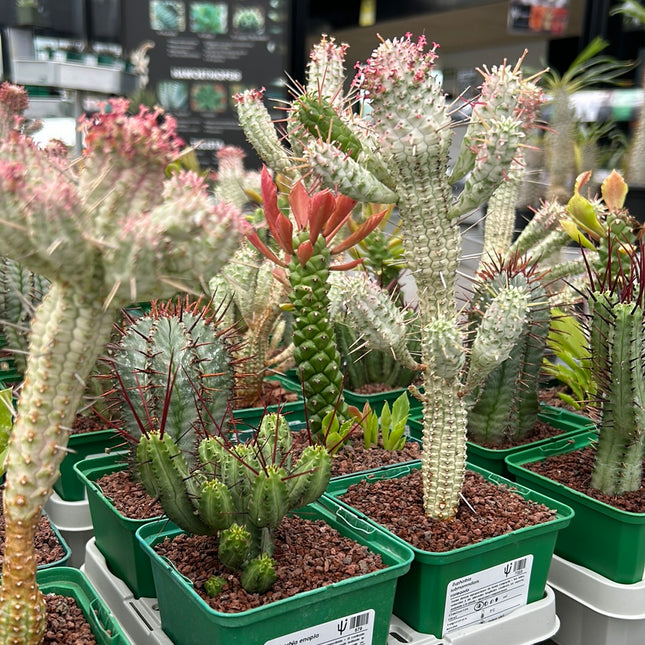 Desert PACK Euphorbias