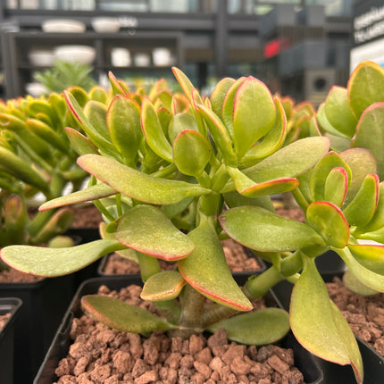 Crassula ovata ‘Hummels Sunset’