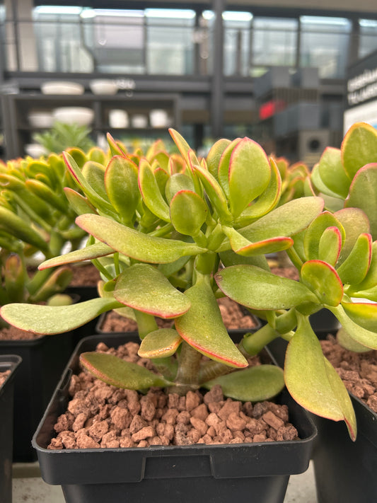 Crassula ovata cv. Hummels Sunset