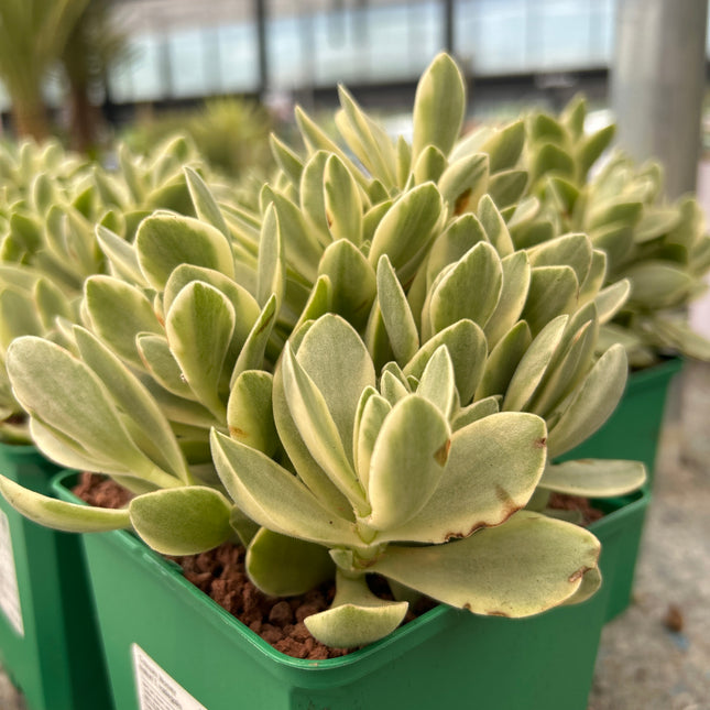 Crassula Money Maker f. variegata