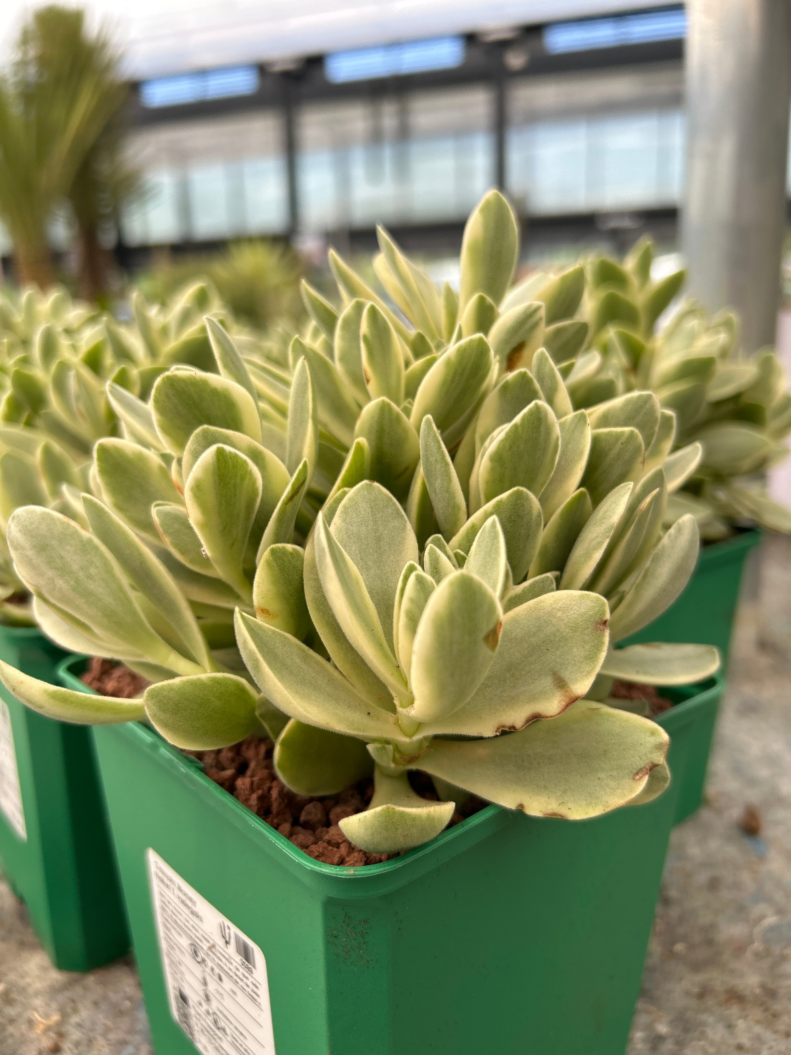 money maker plant Crassula Money Maker f. variegate – DesertSTORE.es