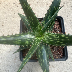 Collection image for: Succulents