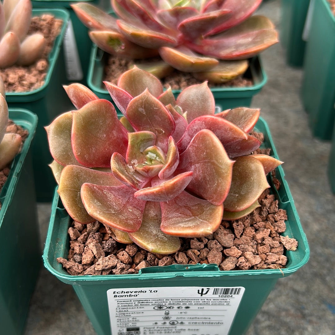 Echeveria 'The Bomb'