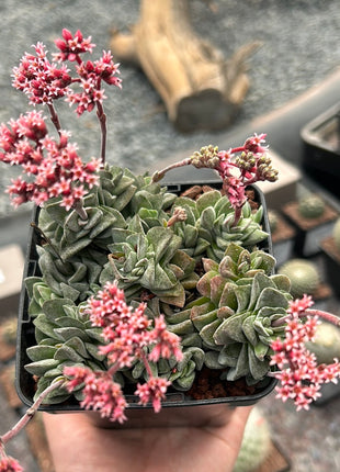 Crassula „Coralita“