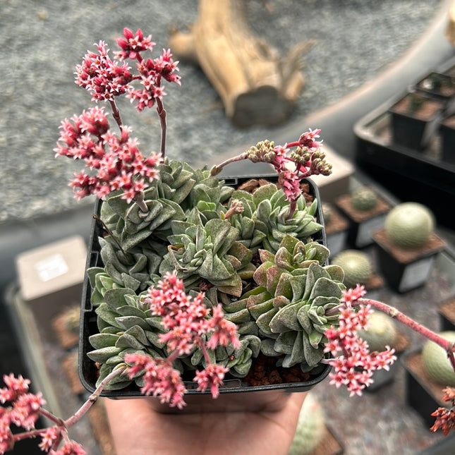 crassula coastal coral succulent Crassula "Coralita" – DesertSTORE.es