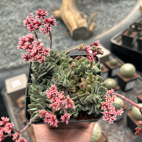 Crassula "Coralita"