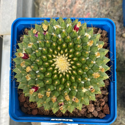 Mammillaria marksiana