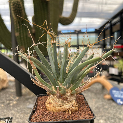 Leuchtenbergia principis