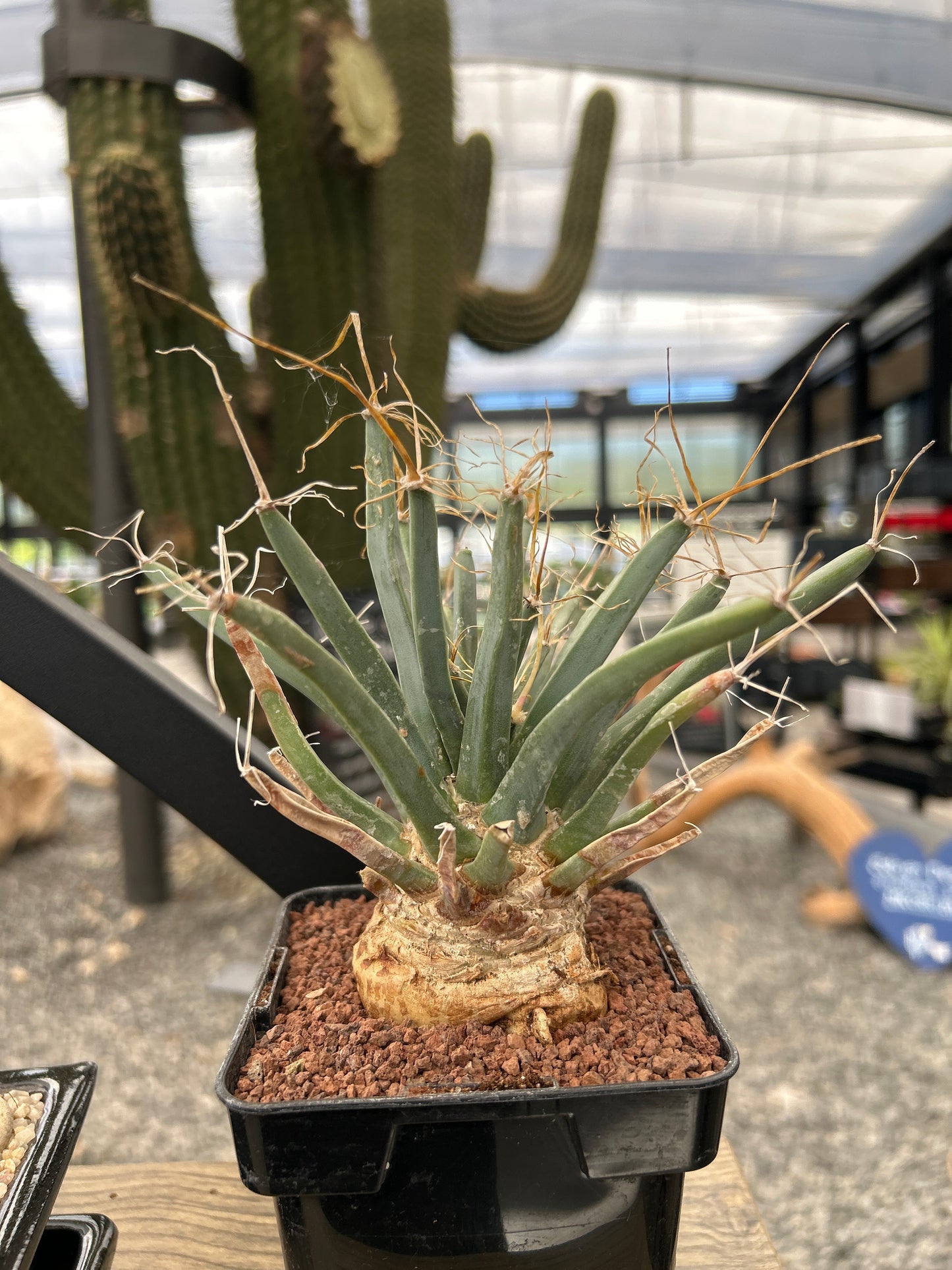 Leuchtenbergia principis