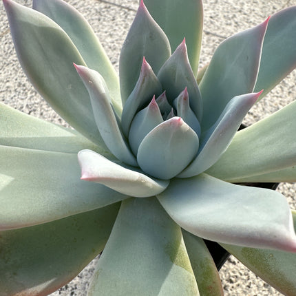 Echeveria colorata 'Roof' | La joya del tejado