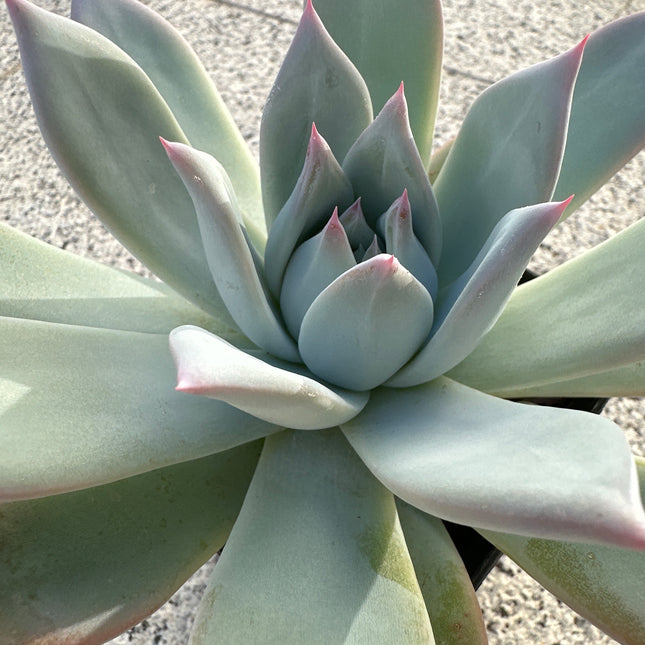 Echeveria colorata 'Roof' | The Roof Jewel