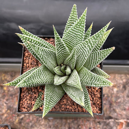 Haworthiopsis limifolia 'Spider White'