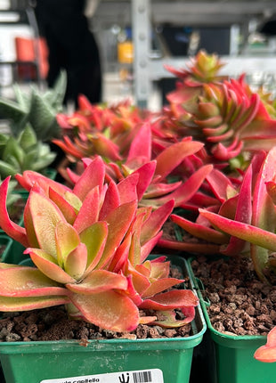 Crassula capitella 'Campfire'