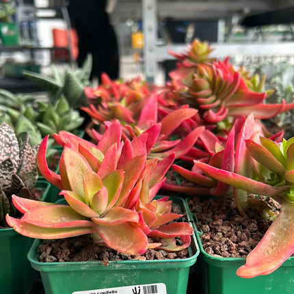 Crassula capitella 'Campfire'
