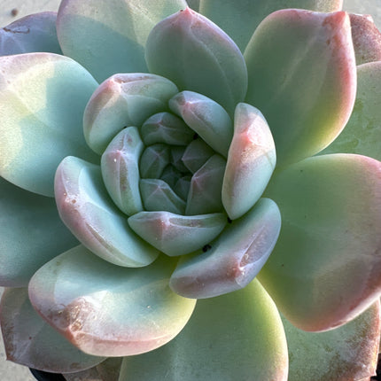 xGraptosedum 'Ghosty' | El fantasma empolvado
