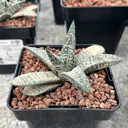 Gasteria ellaphieae