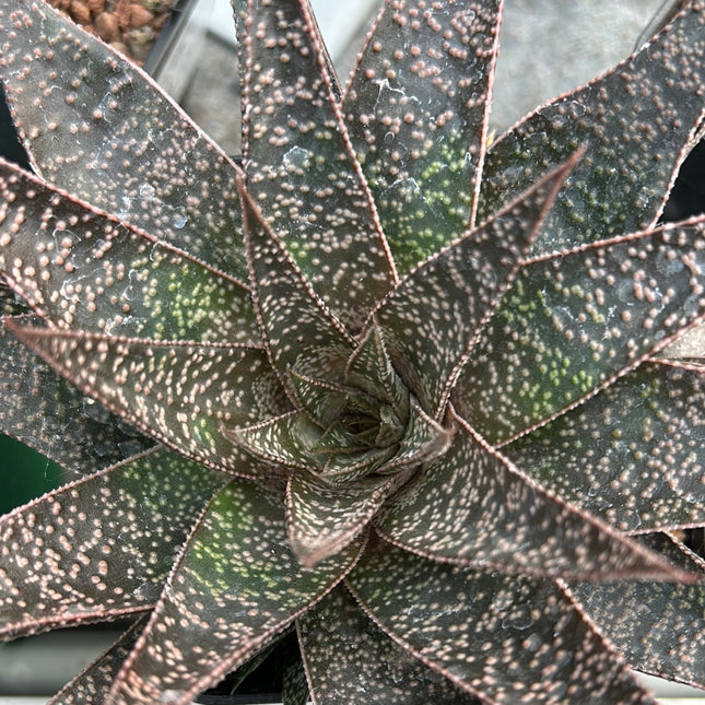 x Gasteraloe ‘D Tiga’