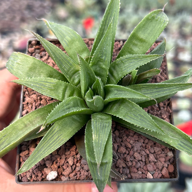 Haworthia longibracteata