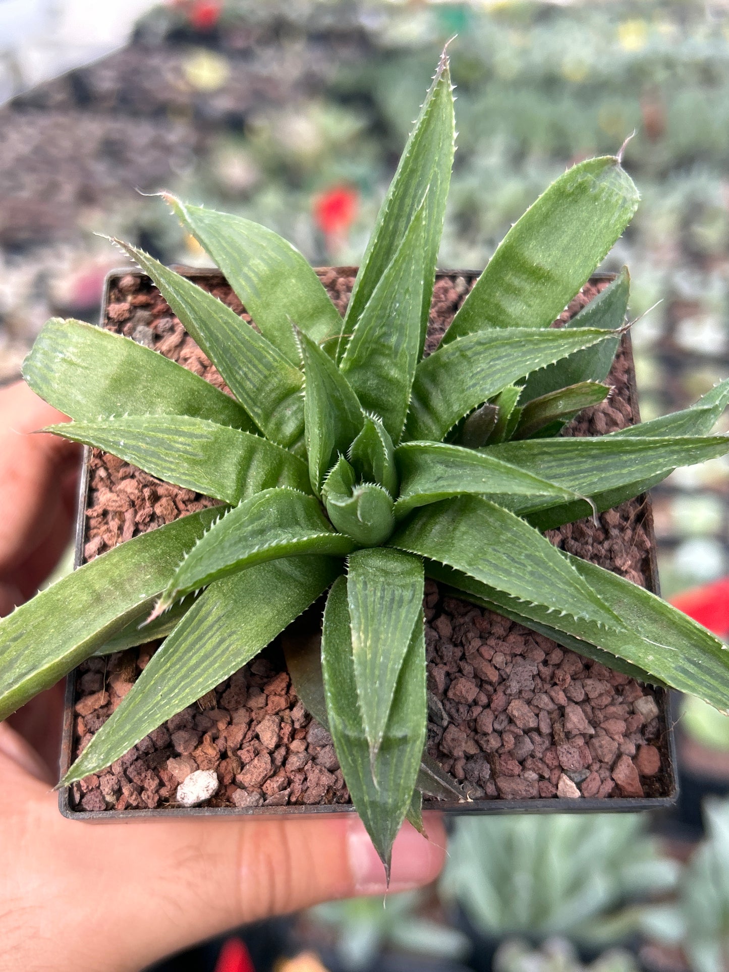 Haworthia longibracteata