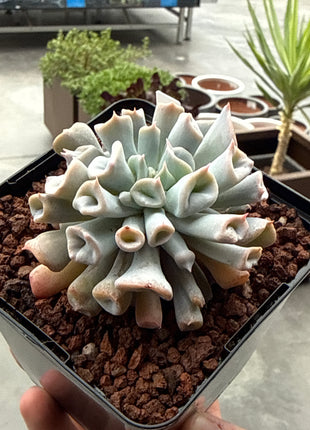 Echeveria ‘Pig Nose’