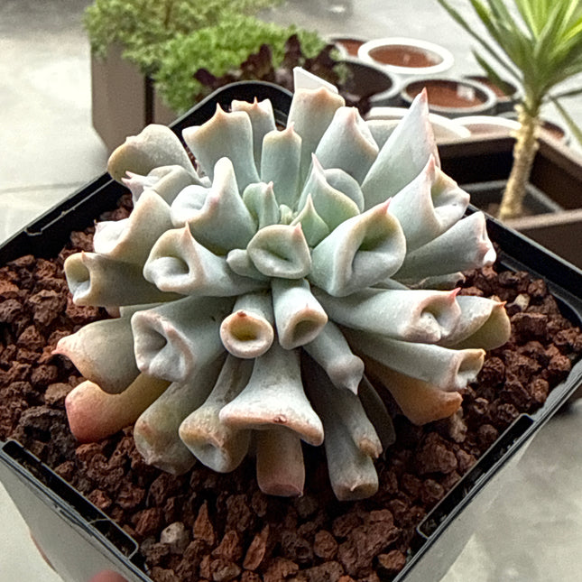 Echeveria ‘Pig Nose’