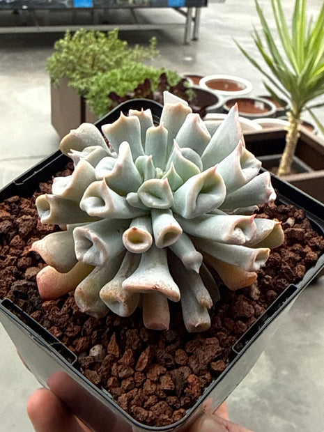 Echeveria ‘Pig Nose’