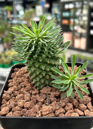 Euphorbia 'Sotetsu Kirin'