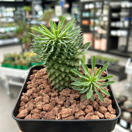 Euphorbia 'Sotetsu Kirin'