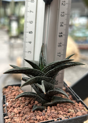 Haworthiopsis nigra var. bredasdorp