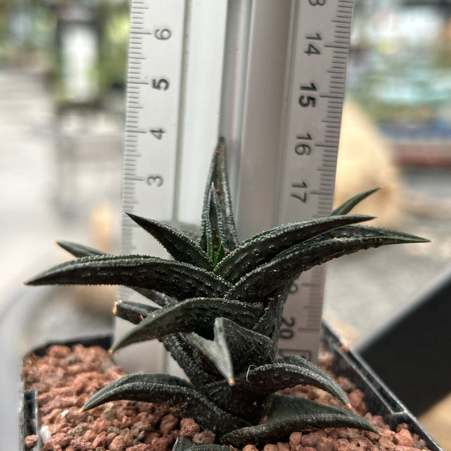 Haworthiopsis nigra var. bredasdorp