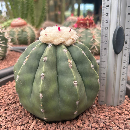 Melocactus maxonii inermis